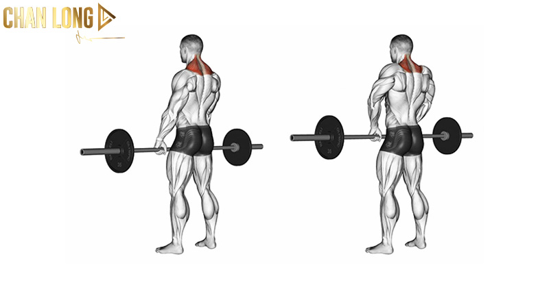 Tổng hợp các bài tập cầu vai đơn giản dễ thực hành 14 Barbell-Shrugs