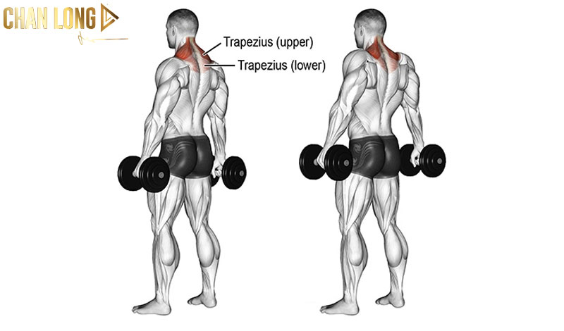 Tổng hợp các bài tập cầu vai đơn giản dễ thực hành 12 Dumbbell-Shrug