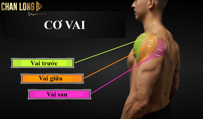 Tổng hợp các bài tập cầu vai đơn giản dễ thực hành 9 co-vai