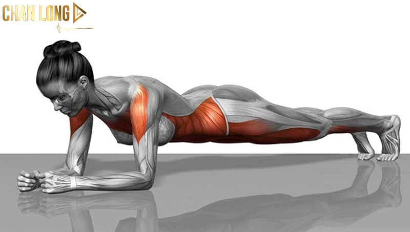Các bài tập plank giảm mỡ bụng nhanh nhất 11 plank-co-ban